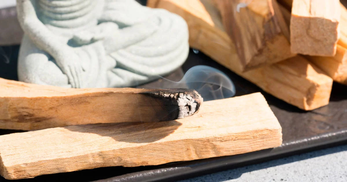 Palo Santo et Sauge Blanche : Deux Plantes Sacrées pour la Purification Énergétique